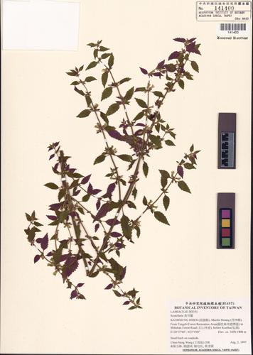 Melissa officinalis L.