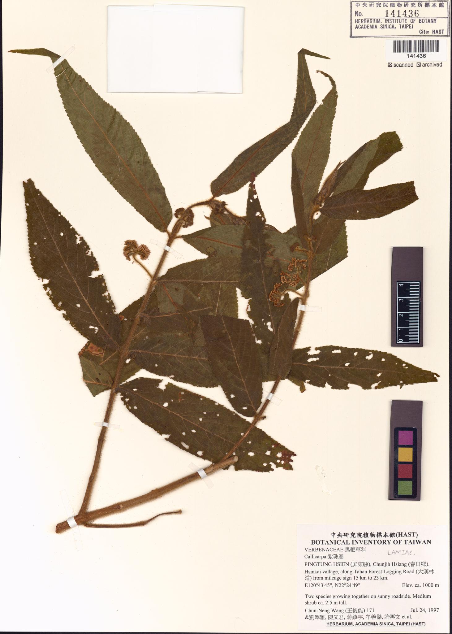 Sample image for viewer