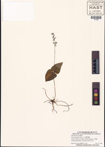 Listera deltoidea Fukuy.