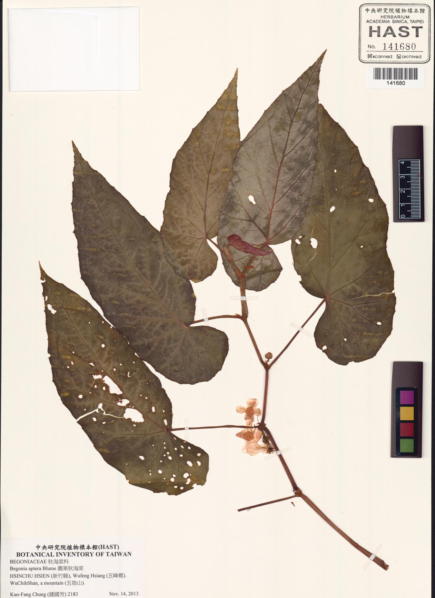 Sample image for viewer