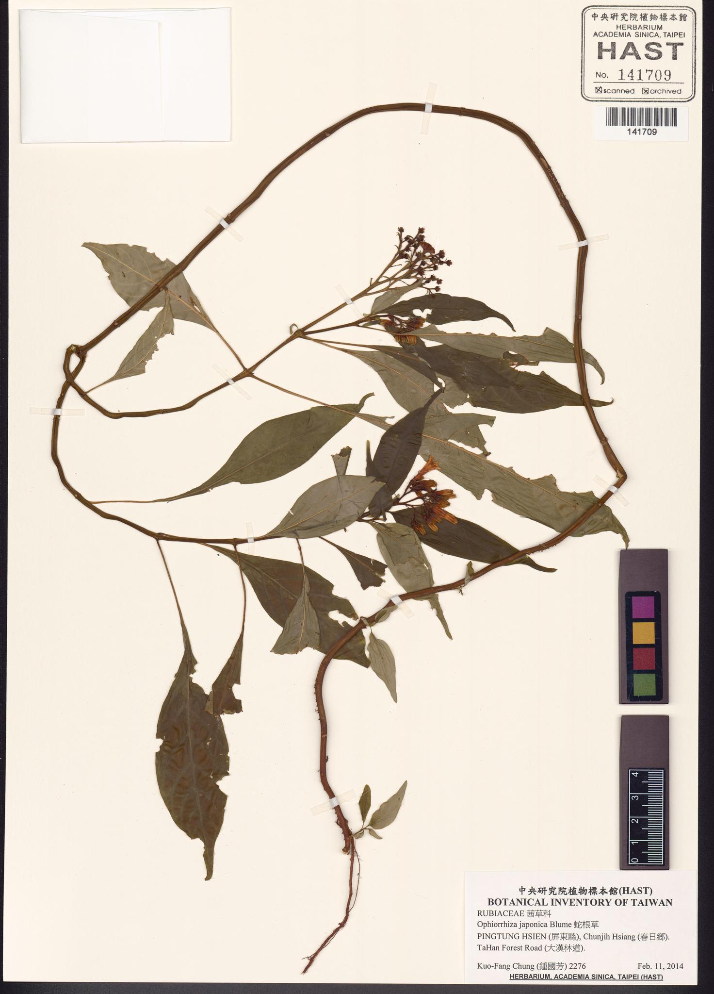 Sample image for viewer