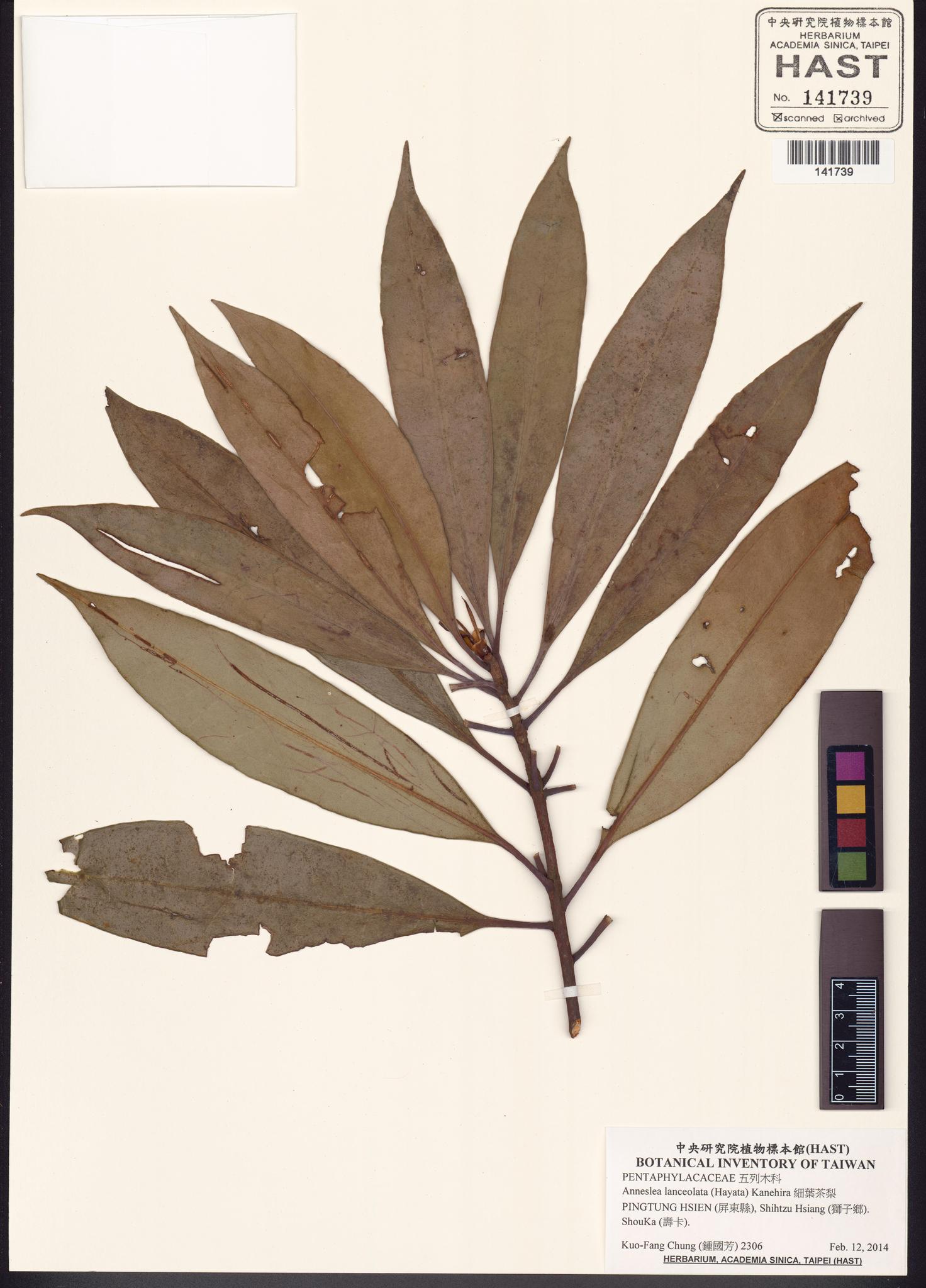 Sample image for viewer