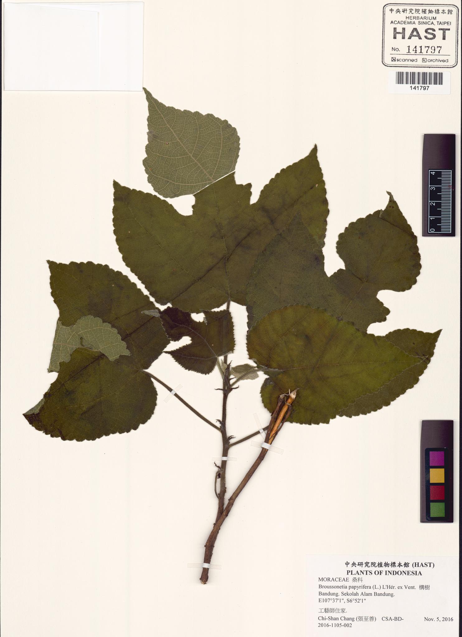 Sample image for viewer