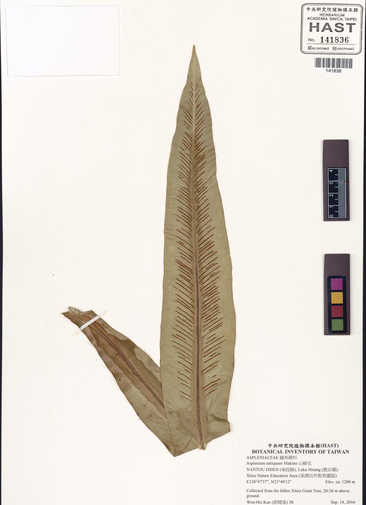 <Unit #131128 Kuo, Wen-Hsi | 郭聞喜 | 58:: | Asplenium antiquum Makino>