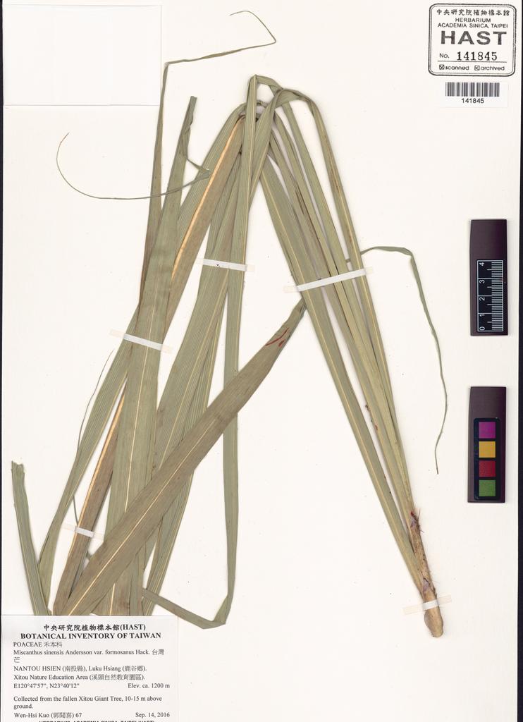 <Unit #131137 Kuo, Wen-Hsi | 郭聞喜 | 67:: | Miscanthus sinensis Andersson var. formosanus Hack.>
