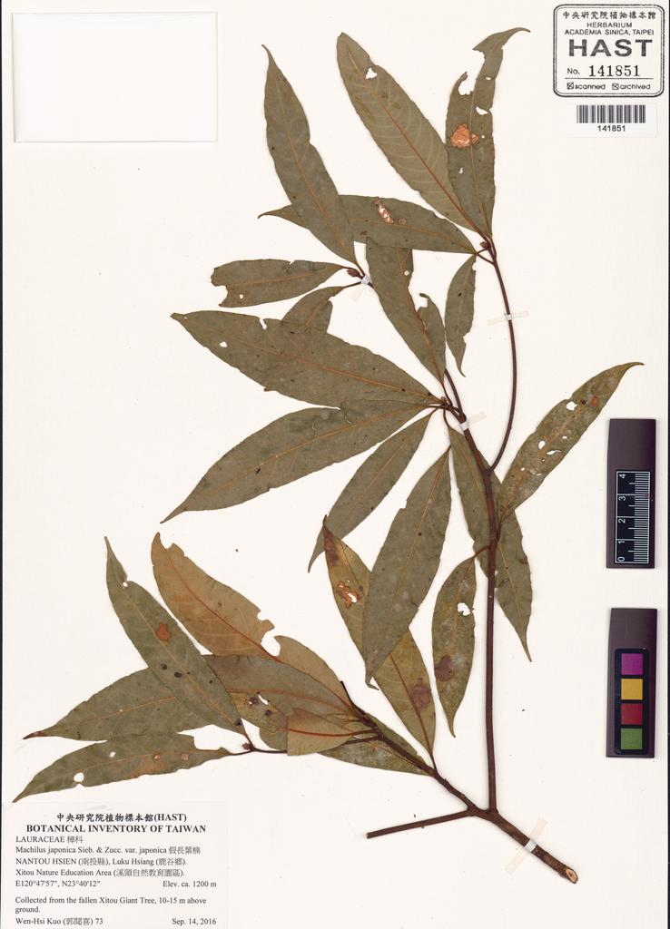 <Unit #131143 Kuo, Wen-Hsi | 郭聞喜 | 73:: | Machilus japonica Sieb. & Zucc. var. japonica>