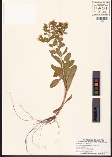 Lysimachia mauritiana Lam.