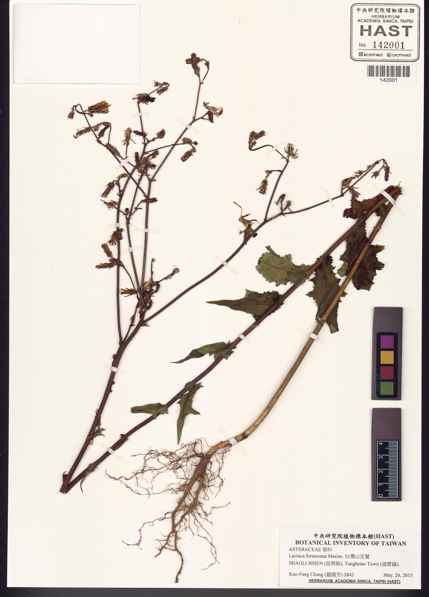 Sample image for viewer