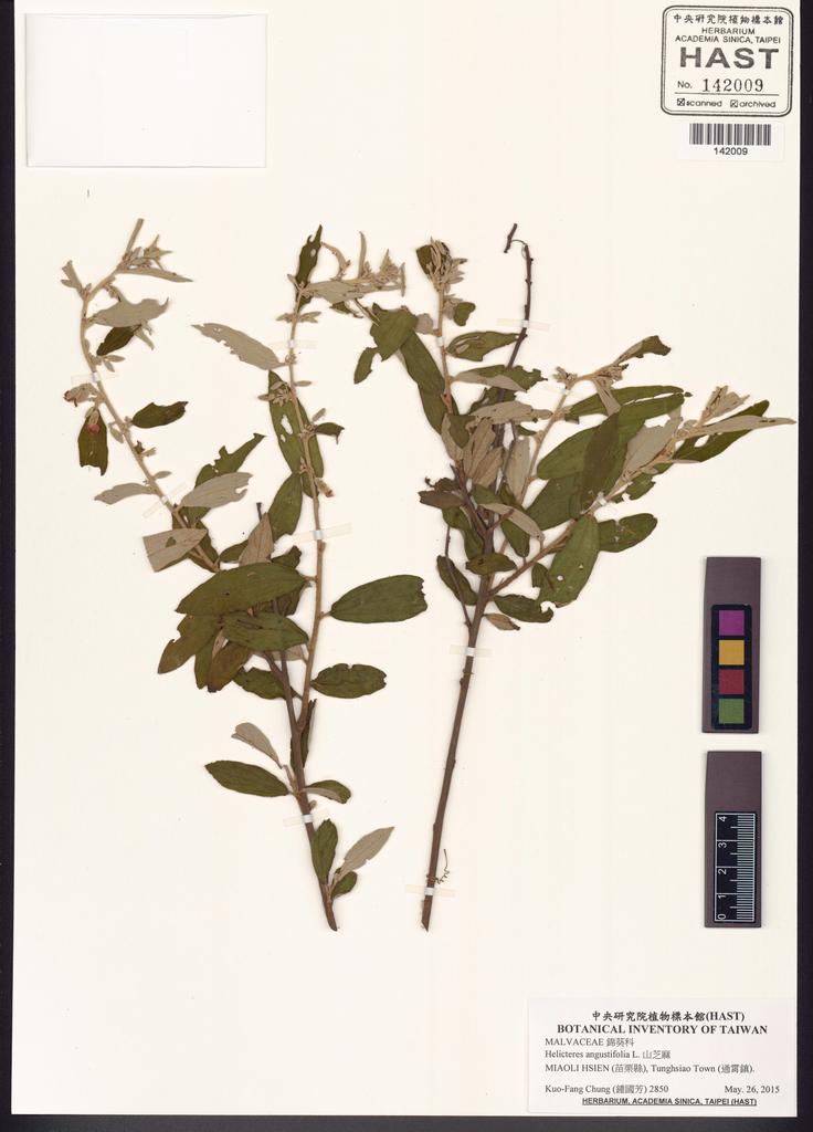 <Unit #131667 Chung, Kuo-Fang | 鍾國芳 | 2850:: | Helicteres angustifolia L.>