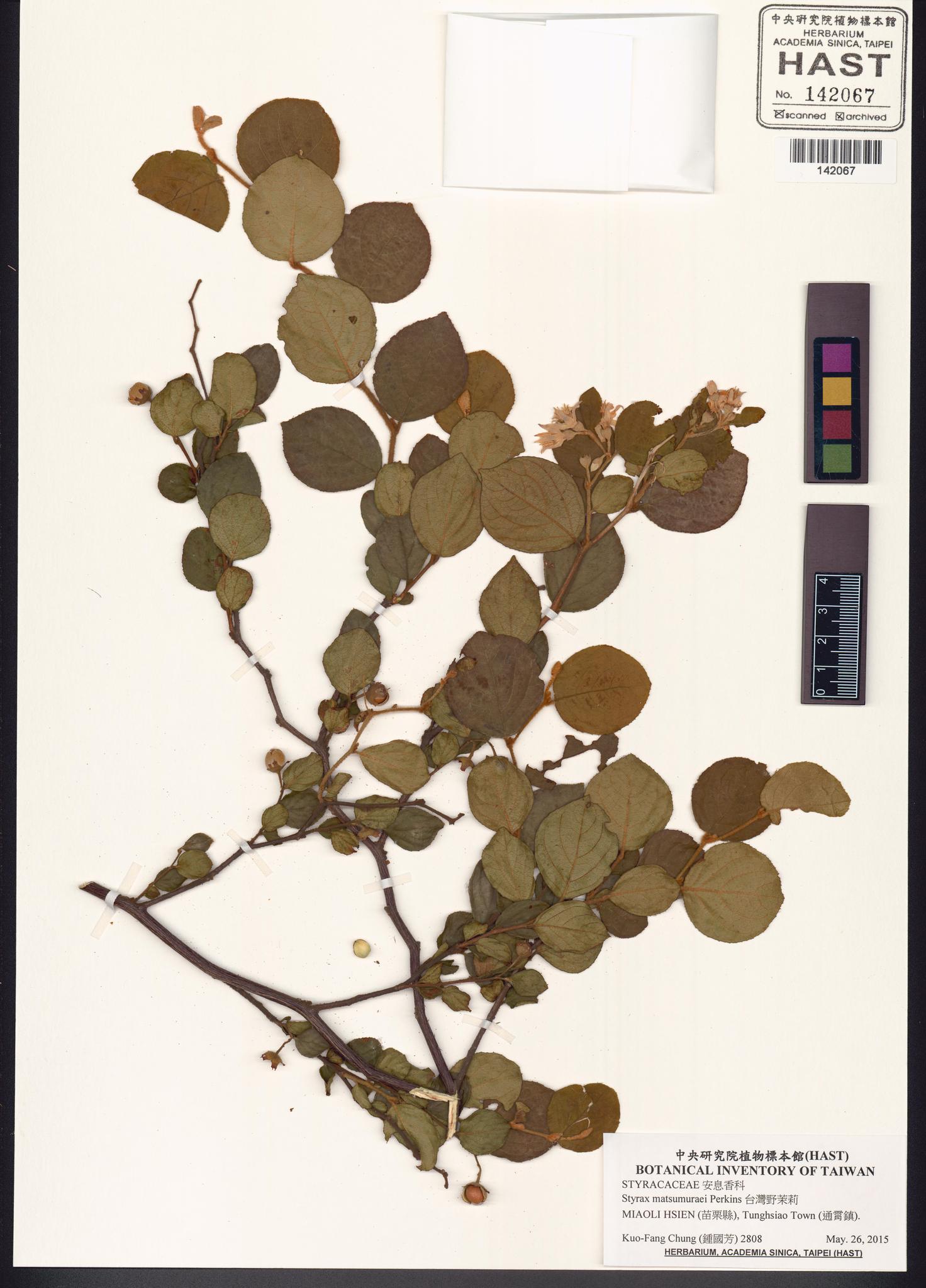 Sample image for viewer