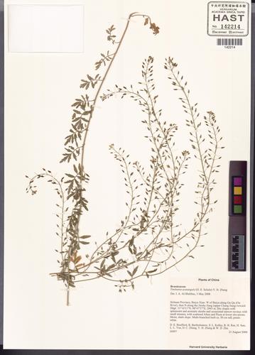 Yinshania acutangula (O.E.Schulz) Y.H.Zhang
