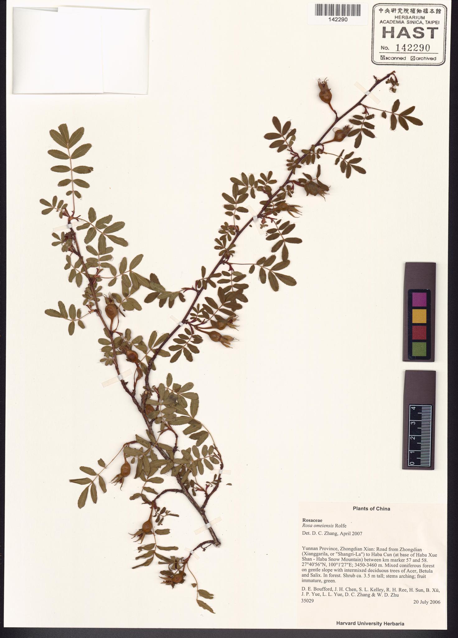 Sample image for viewer