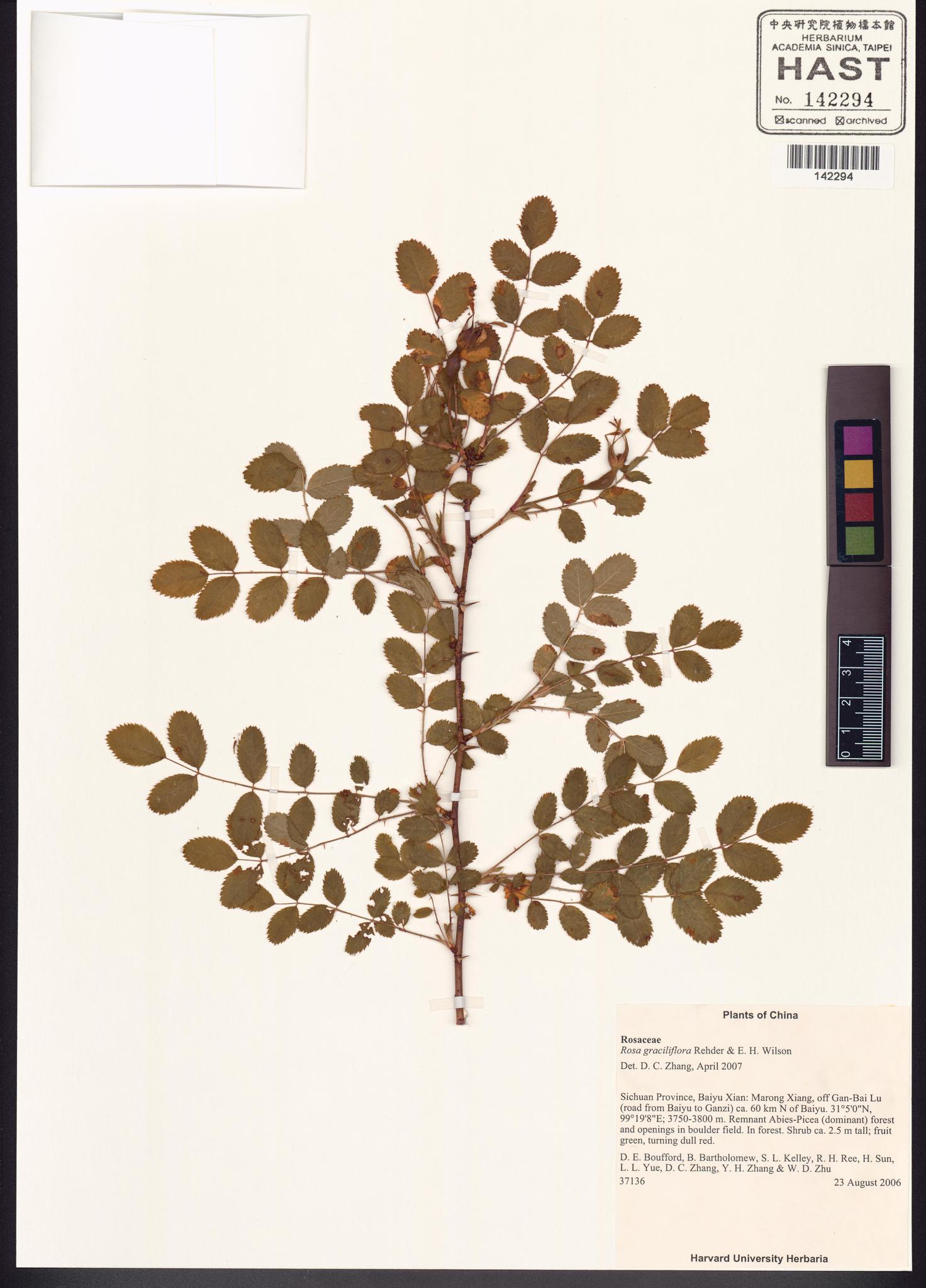 Sample image for viewer