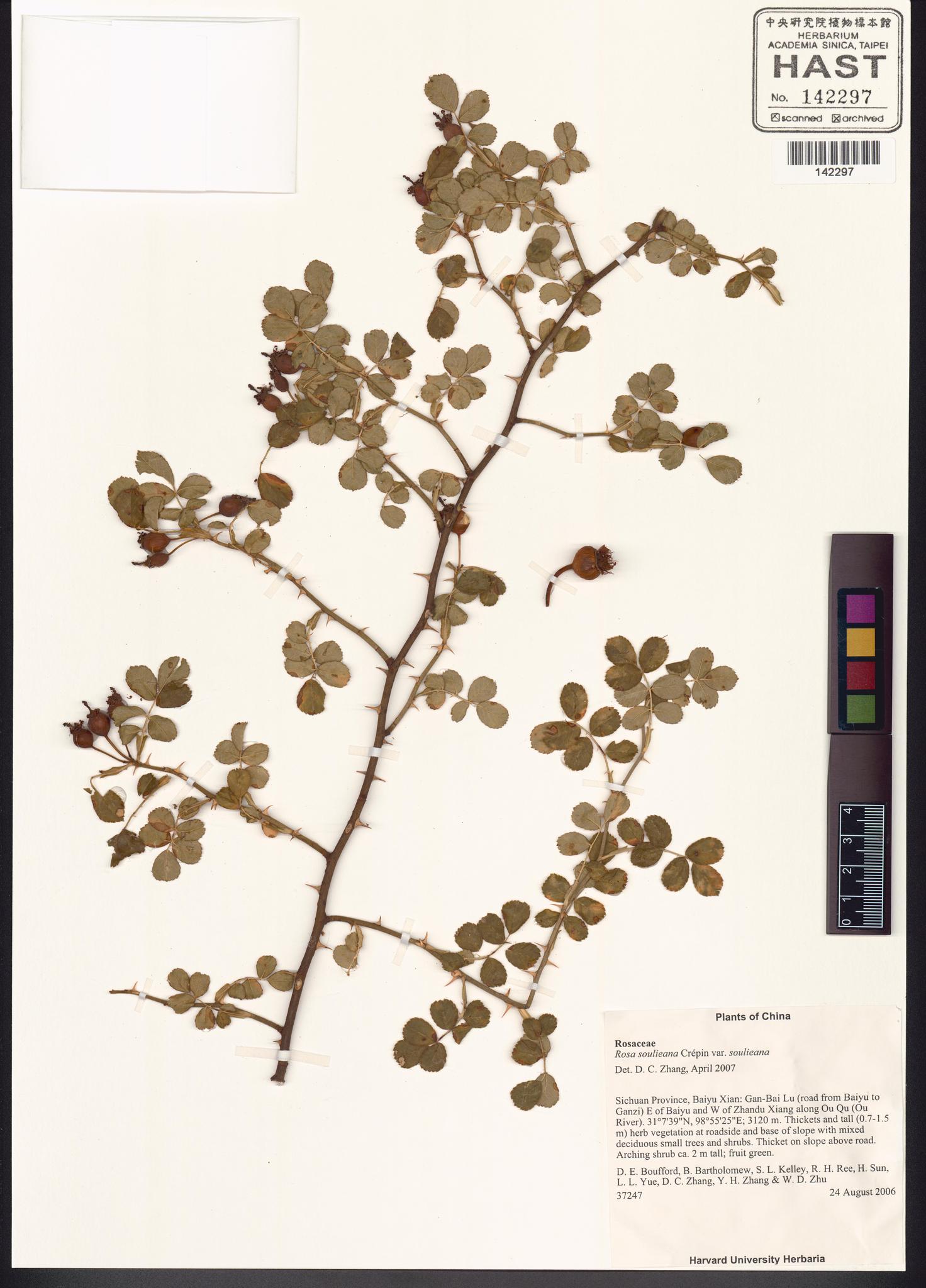 Sample image for viewer