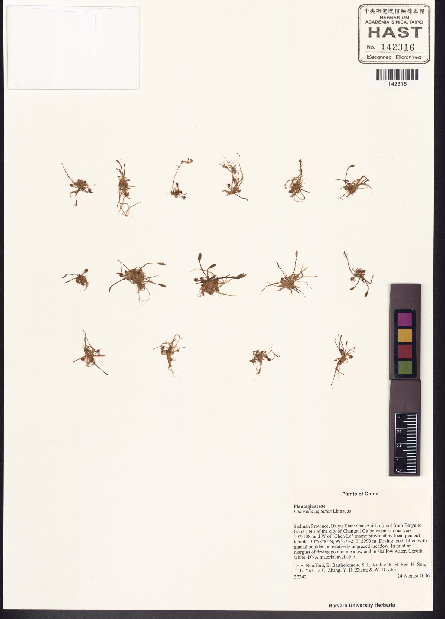 Specimen image