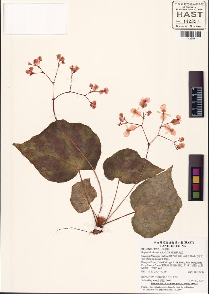 <Unit #83983 Ku, Shin-Ming | 古訓銘 | 2002:: | Begonia luzhaiensis T.C.Ku>