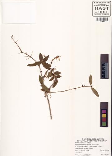 Berberis hayatana M. Mizush.