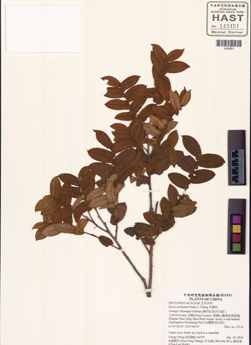 Eurya auriformis Hung T. Chang