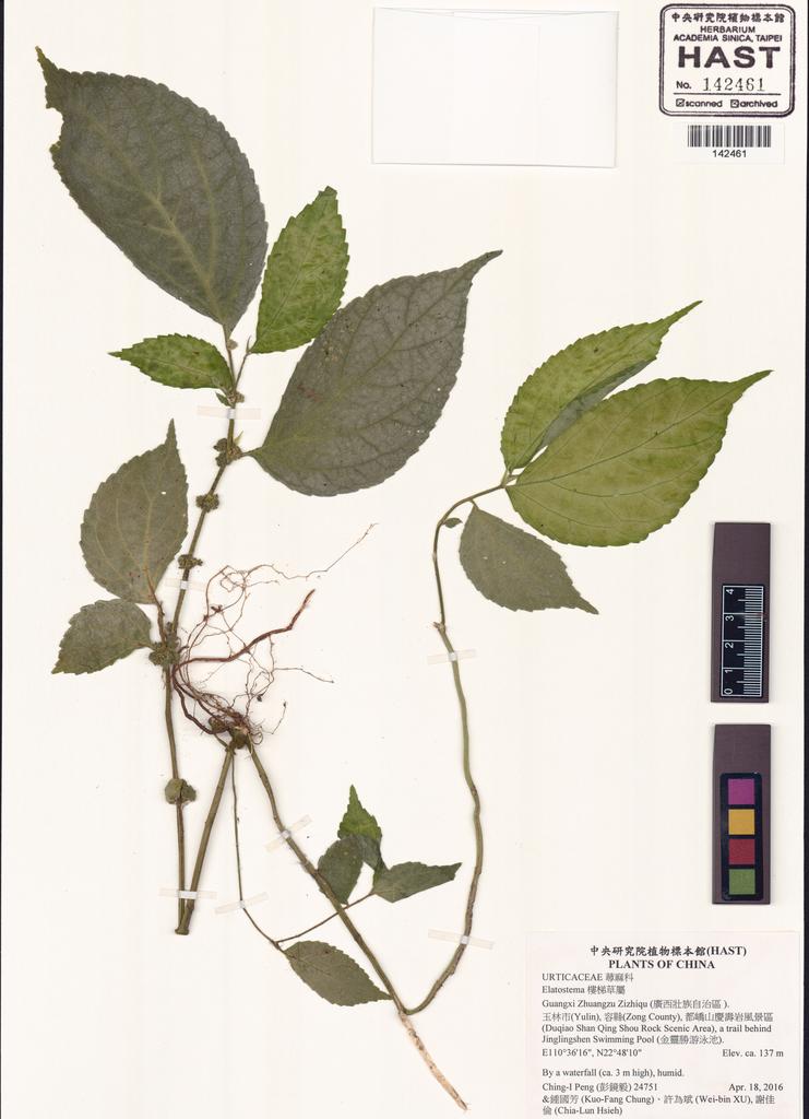 <Unit #130837 Peng, Ching-I | 彭鏡毅 | 24751:: | Elatostema>