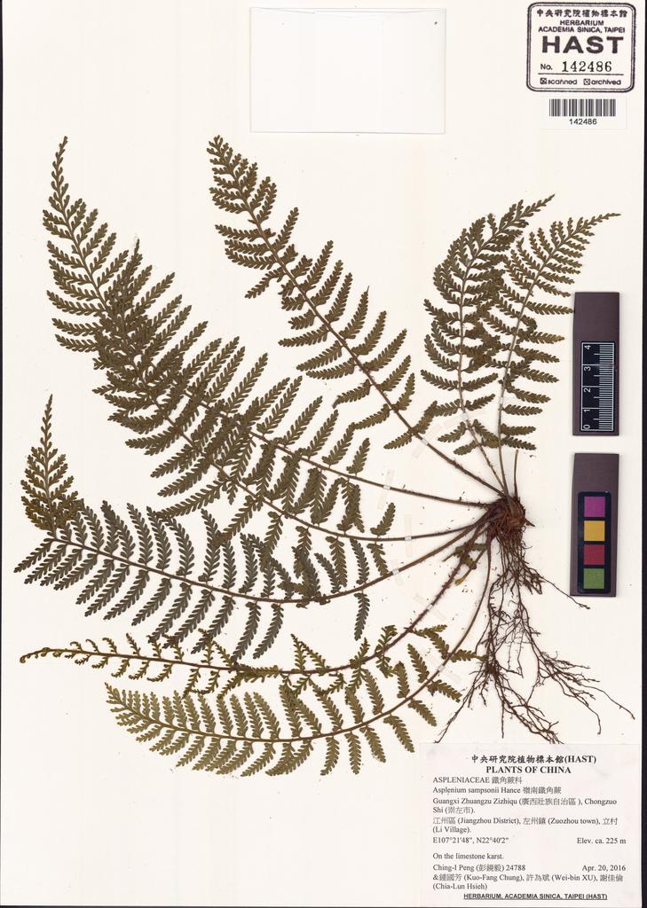 <Unit #130948 Peng, Ching-I | 彭鏡毅 | 24788:: | Asplenium sampsonii Hance>