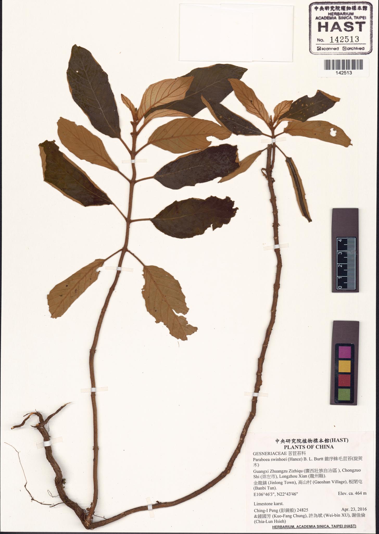 Sample image for viewer