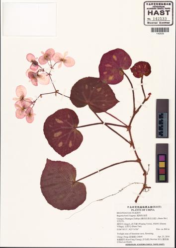 Begonia bonii Gagnep.