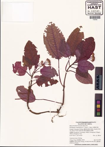 Bredia longiradiosa (Bredia longiradiosa)