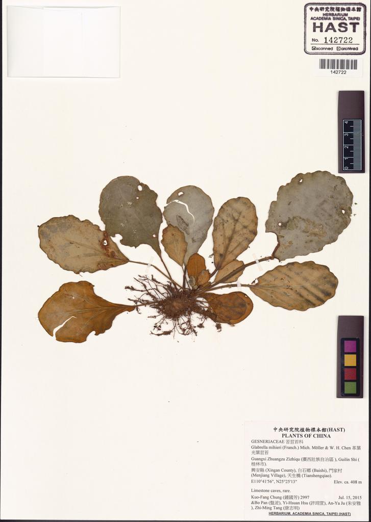 <Unit #131880 Chung, Kuo-Fang | 鍾國芳 | 2997:: | Glabrella mihieri (Franch.) Mich. Möller & W. H. Chen>
