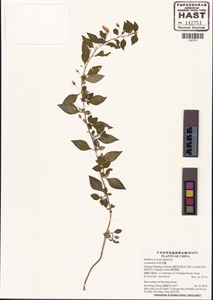 <Unit #131908 Chung, Kuo-Fang | 鍾國芳 | 3027:: | Lysimachia>
