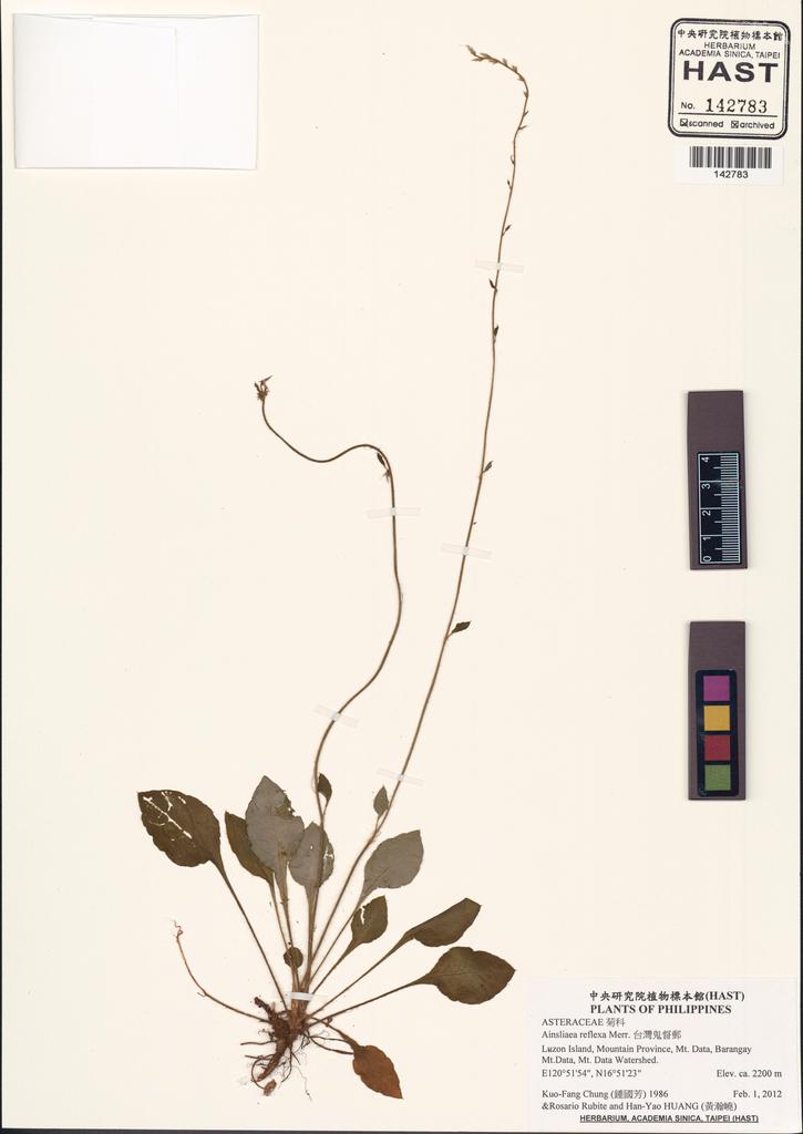 <Unit #132066 Chung, Kuo-Fang | 鍾國芳 | 1986:: | Ainsliaea reflexa Merr.>