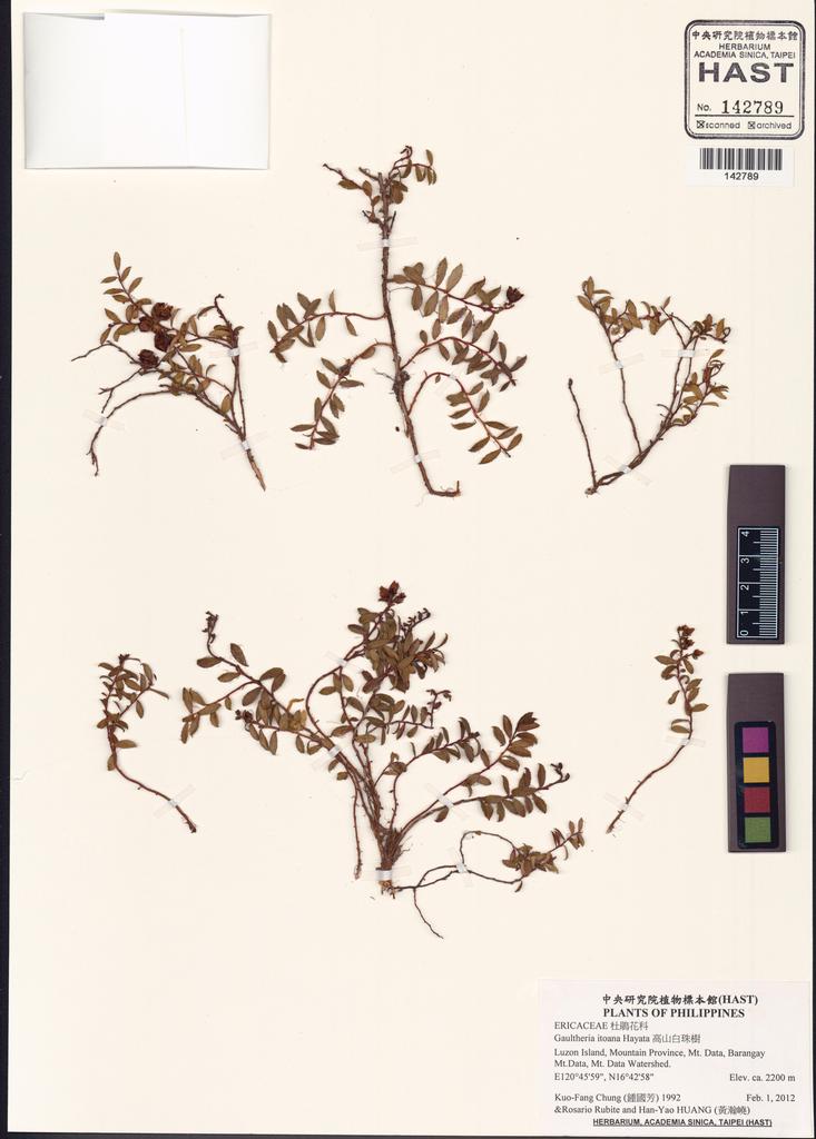 <Unit #132072 Chung, Kuo-Fang | 鍾國芳 | 1992:: | Gaultheria itoana Hayata>