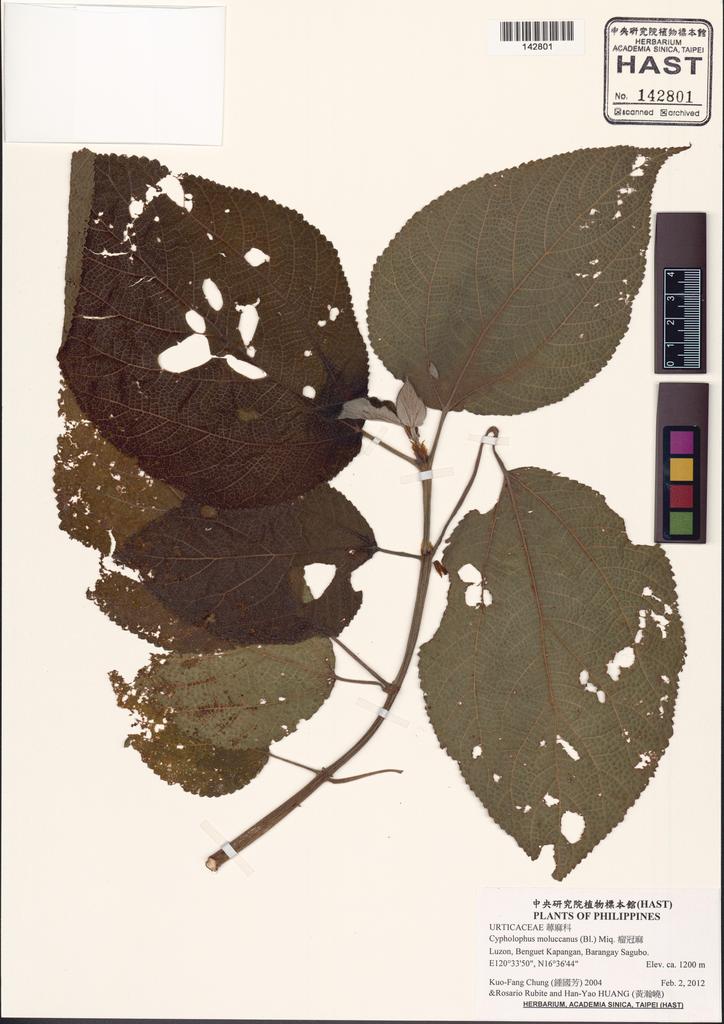 <Unit #132084 Chung, Kuo-Fang | 鍾國芳 | 2004:: | Cypholophus moluccanus (Bl.) Miq.>