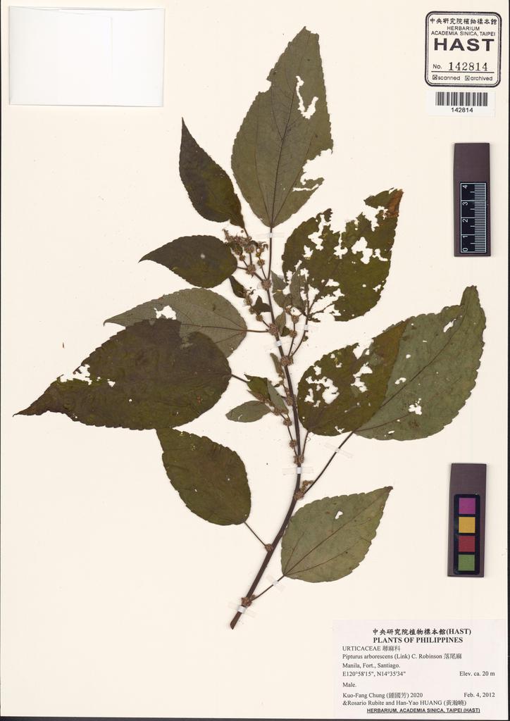 <Unit #132097 Chung, Kuo-Fang | 鍾國芳 | 2020:: | Pipturus arborescens (Link) C. Robinson>