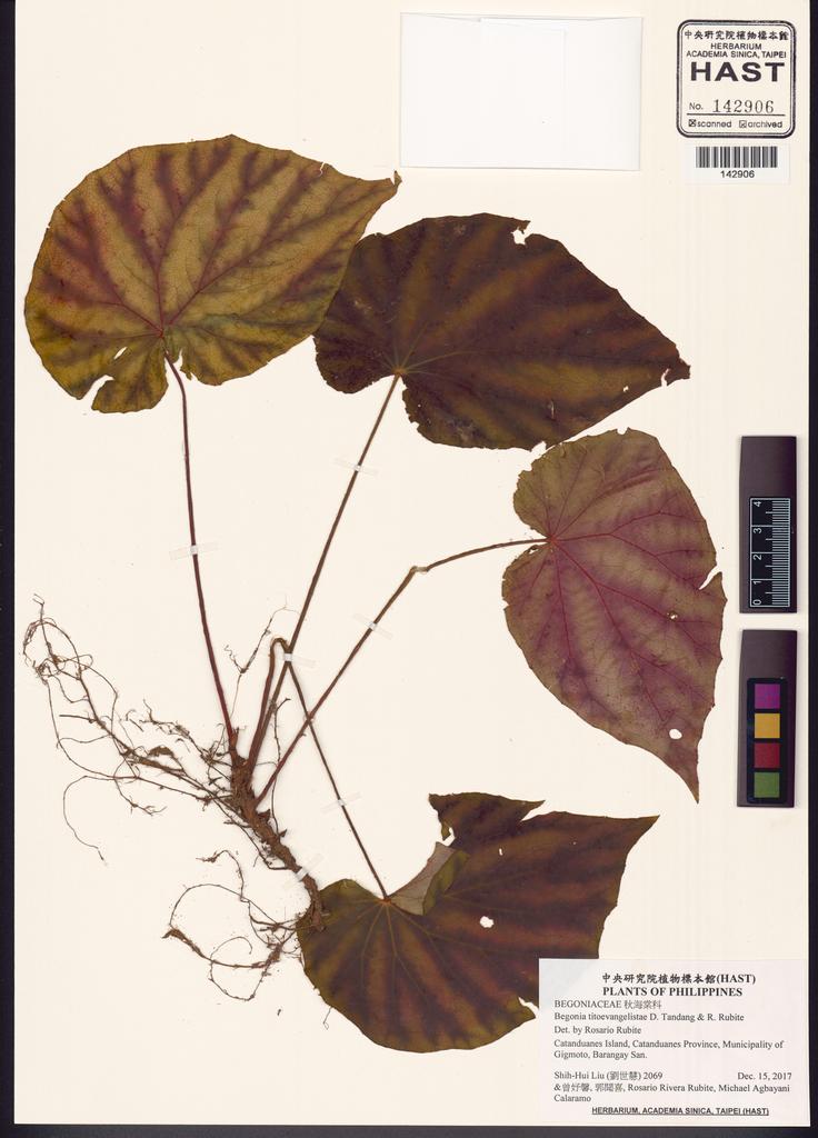 <Unit #132176 Liu, Shih-Hui | 劉世慧 | 2069:: | Begonia titoevangelistae D. Tandang & R. Rubite>