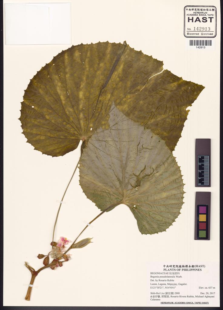 <Unit #132187 Liu, Shih-Hui | 劉世慧 | 2081:: | Begonia pseudolateralis Warb.>