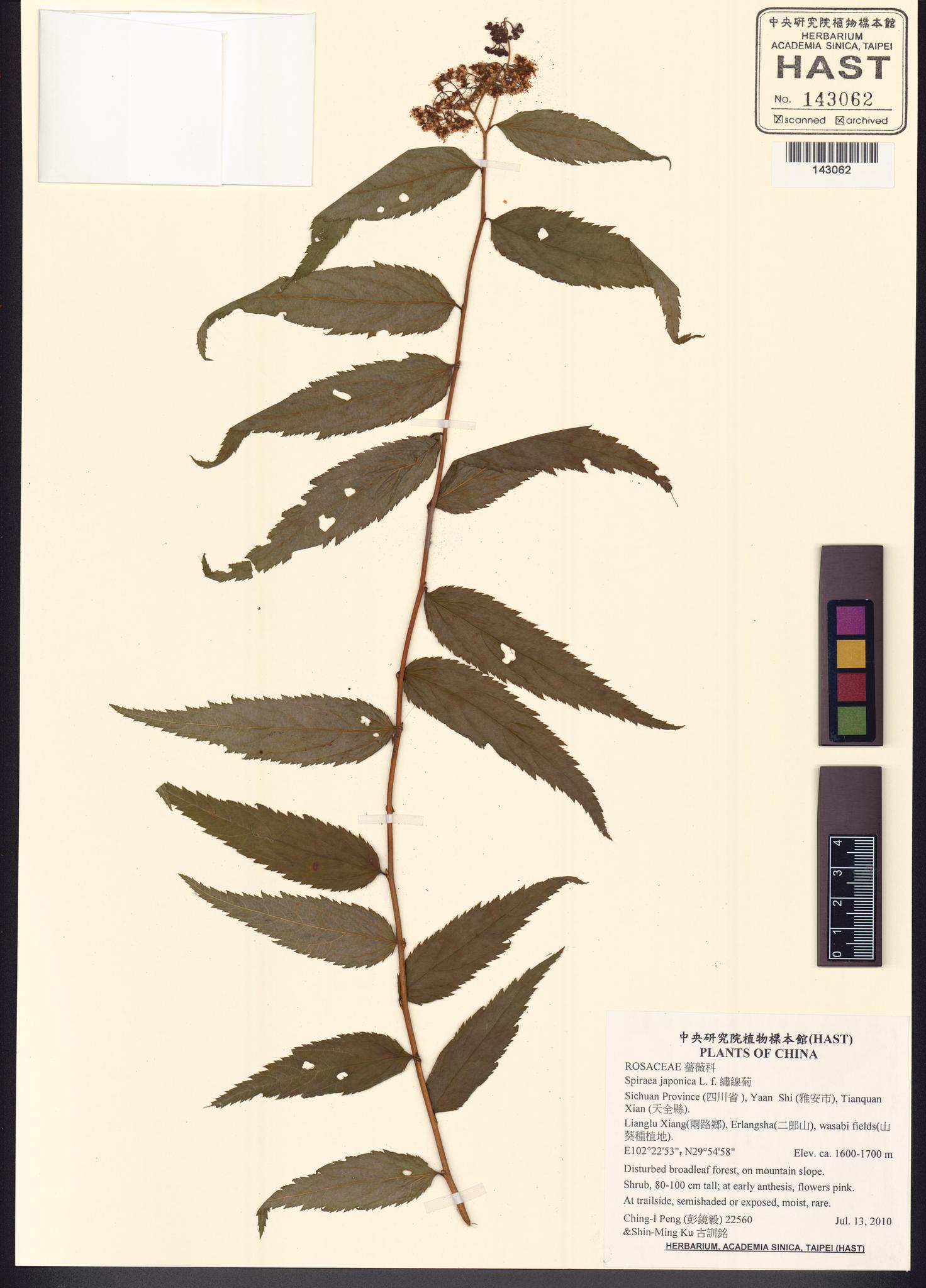 Specimen image