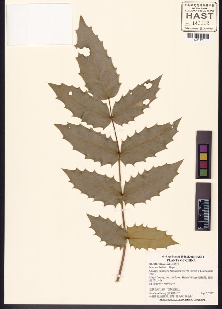 <Unit #132240 Huang, Han-Yau | 黃瀚嶢 | 32:: | Mahonia bodinieri Gagnep.>