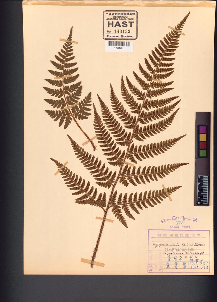 <Unit #132563  | :: | Dryopteris varia (L.) Kuntze>
