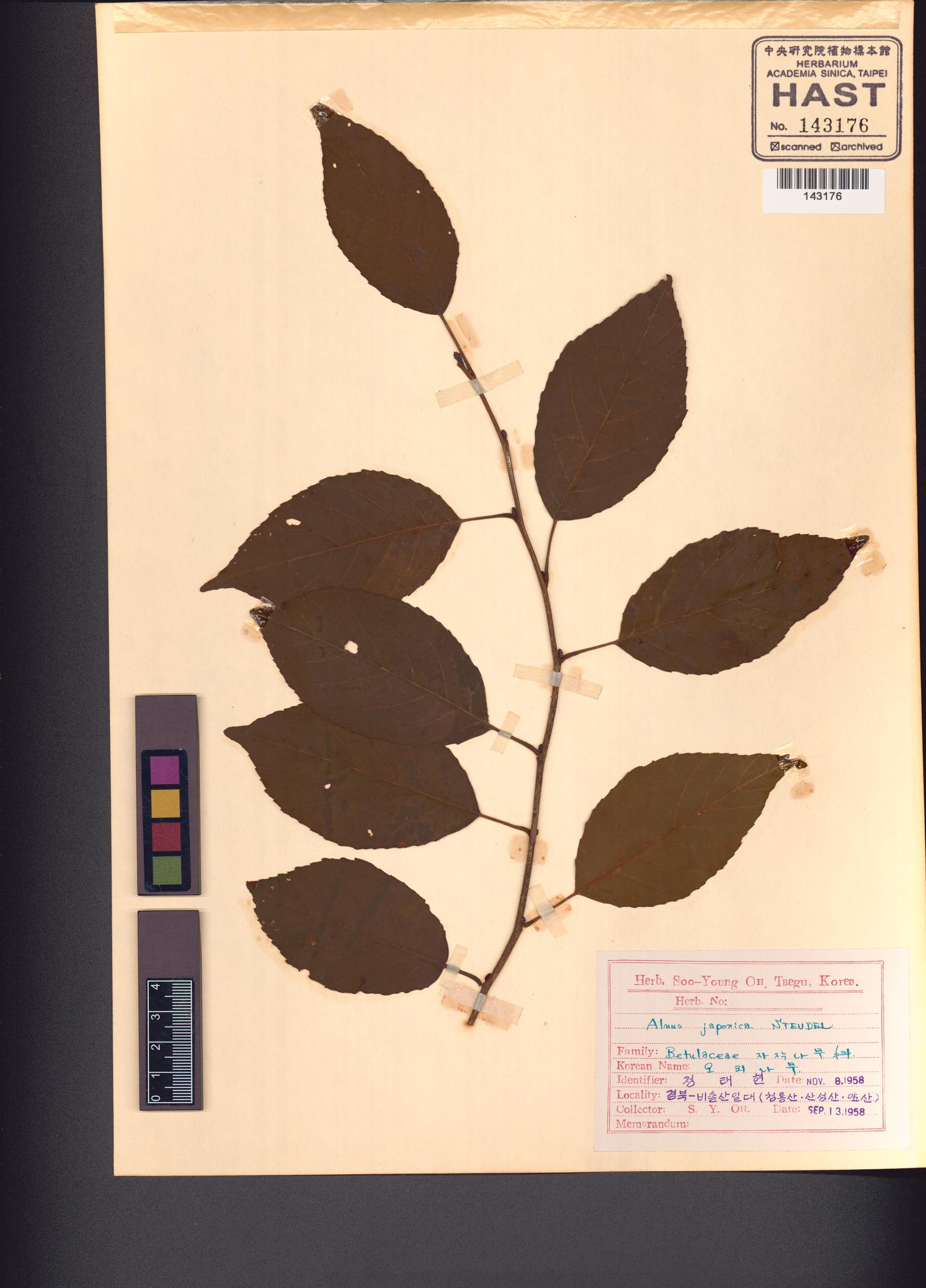 Sample image for viewer