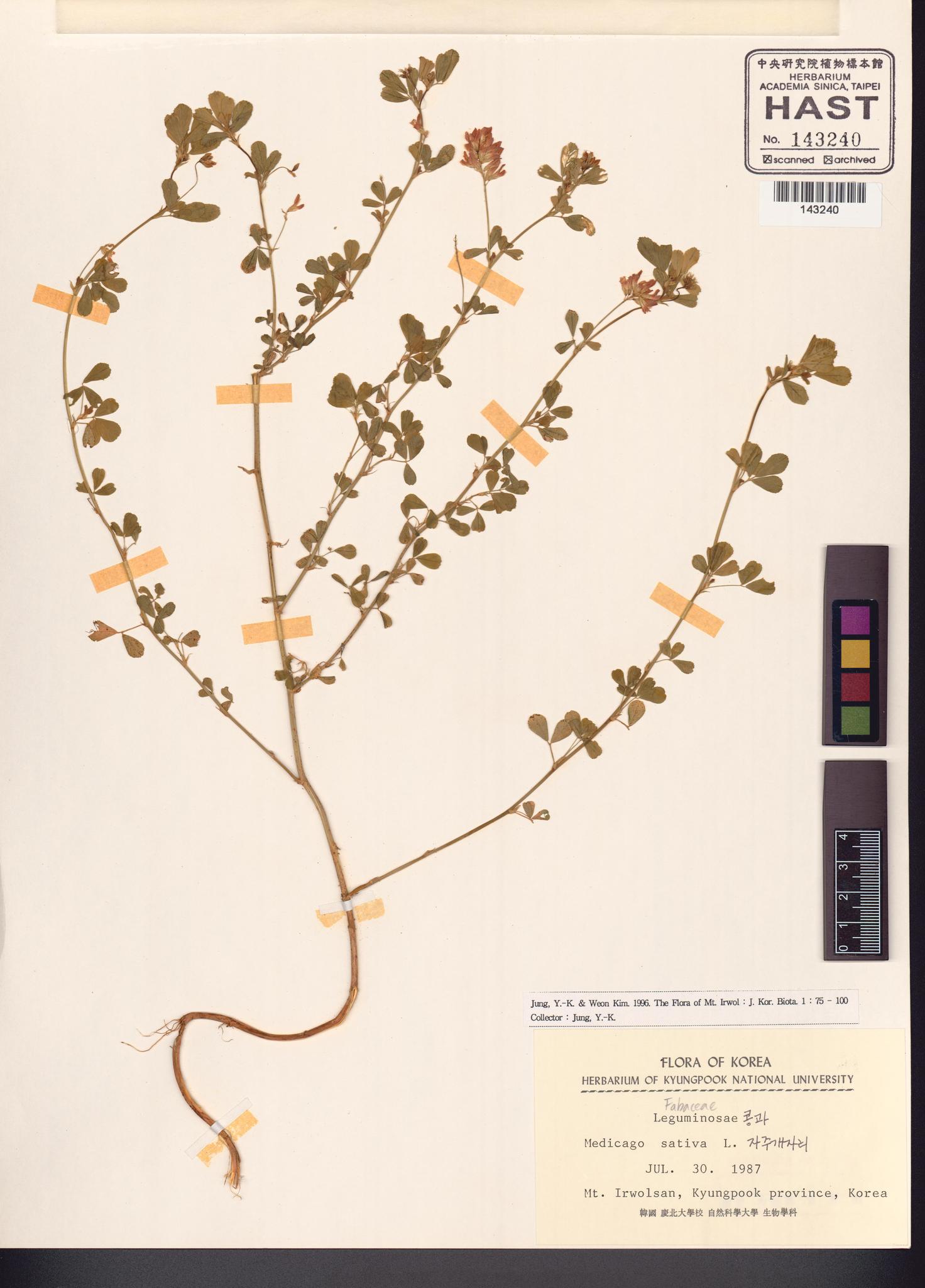 Specimen image