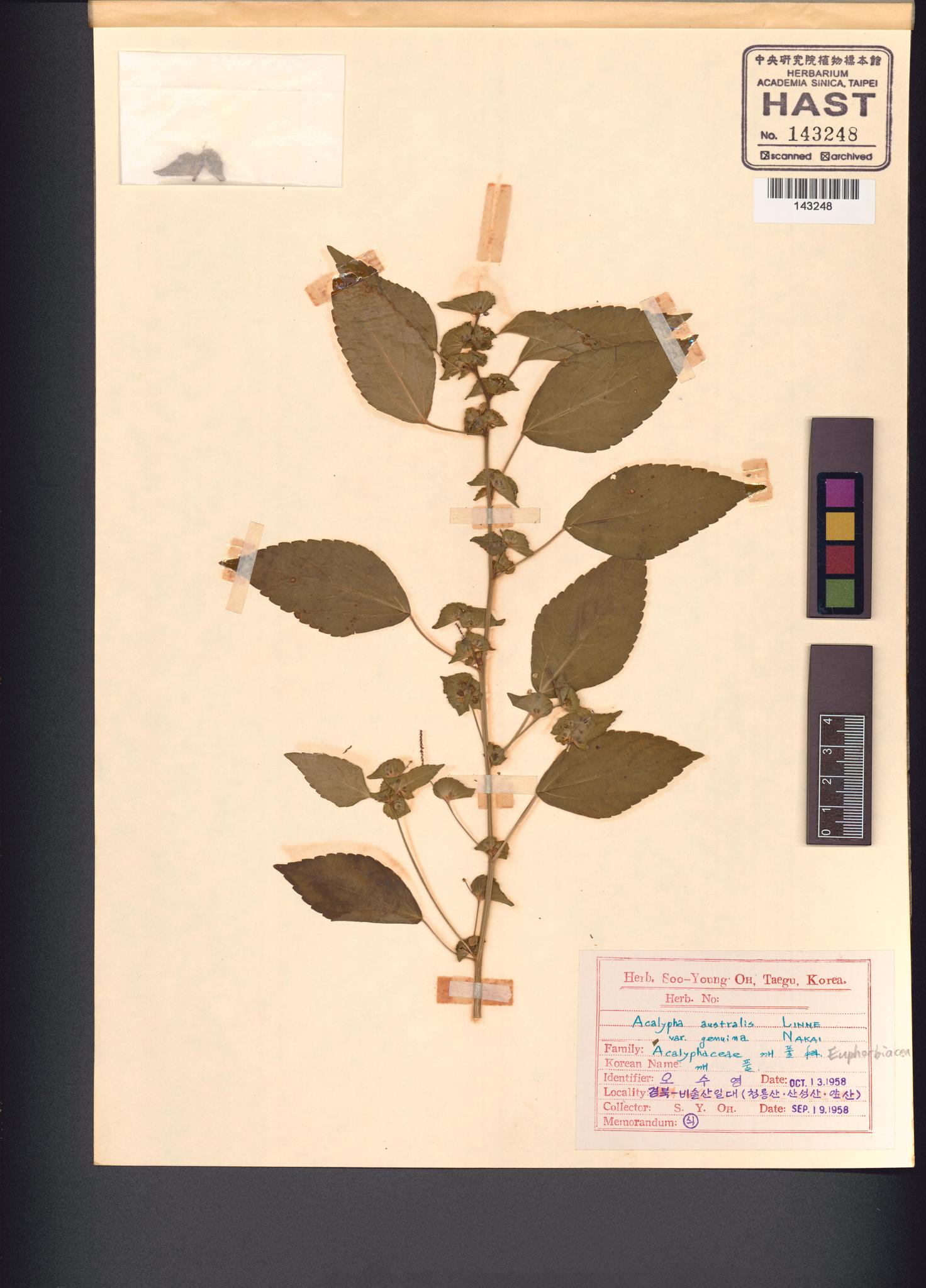 Sample image for viewer