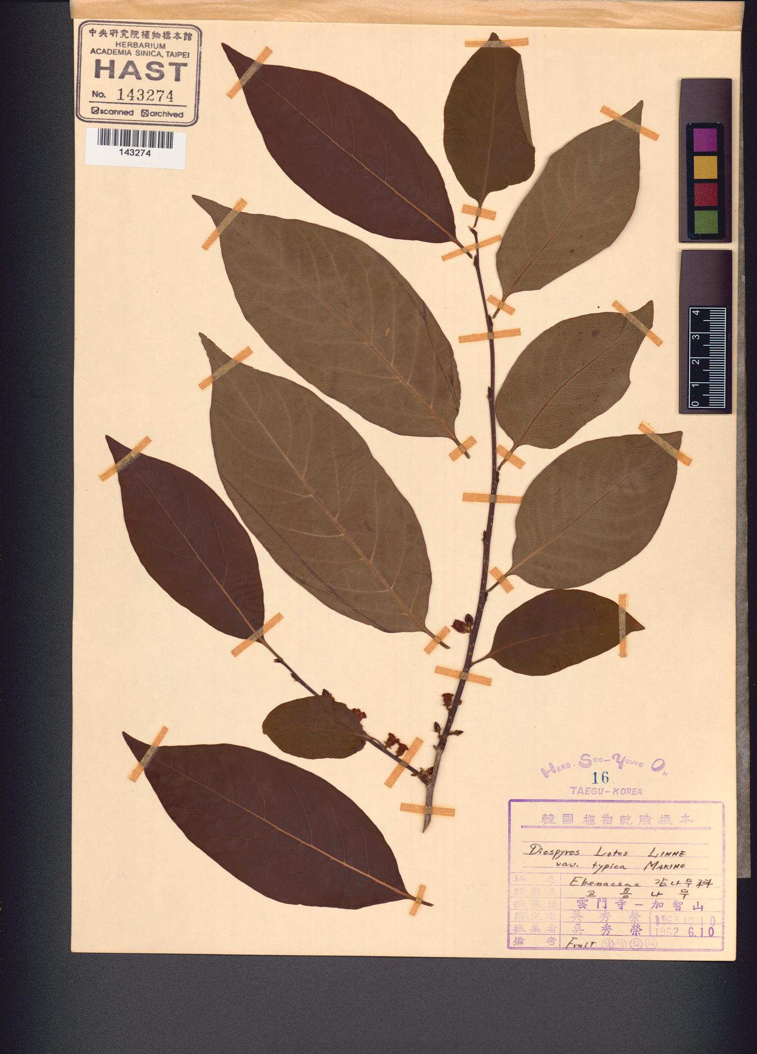 Sample image for viewer