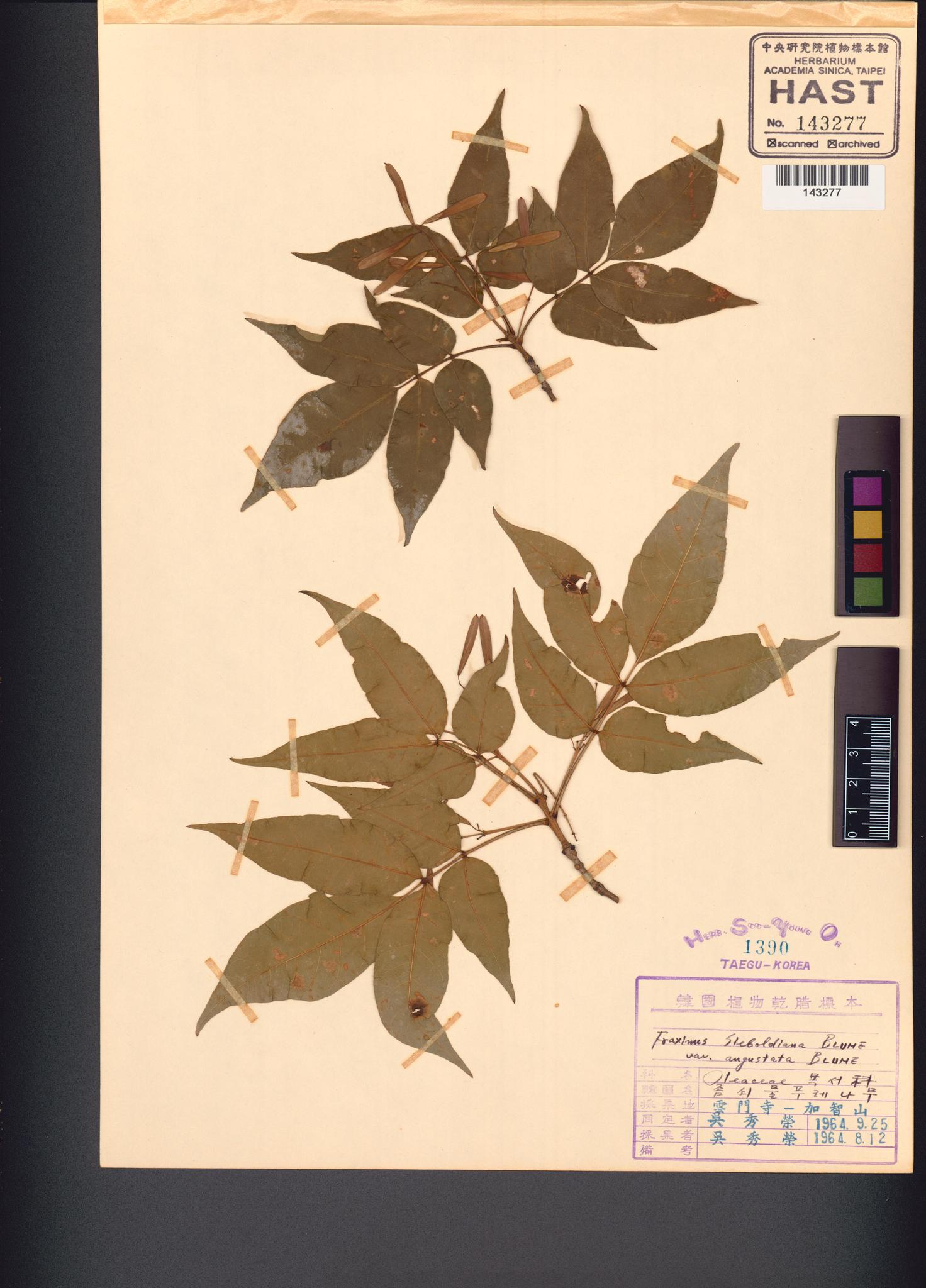 Sample image for viewer