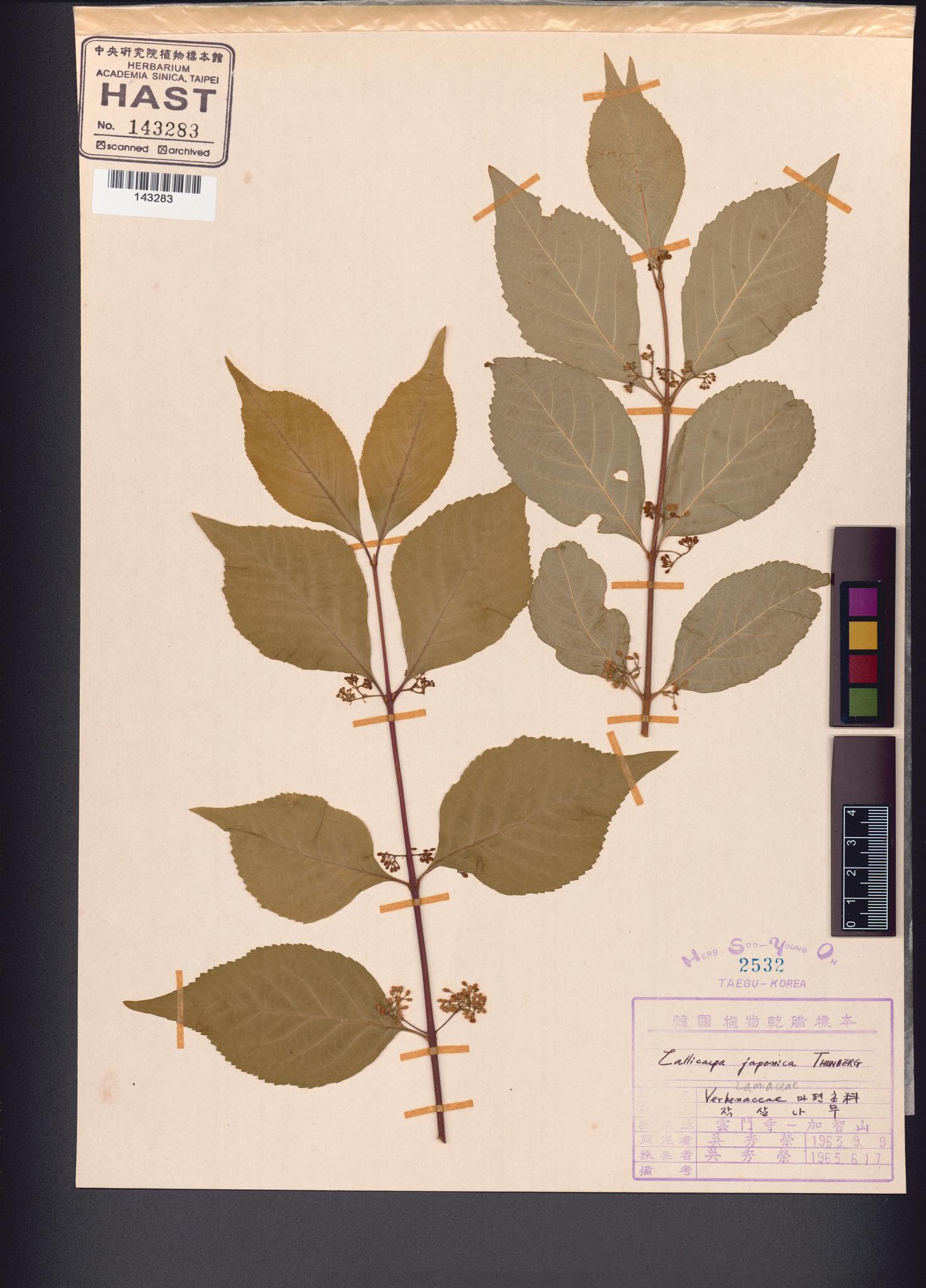 Sample image for viewer