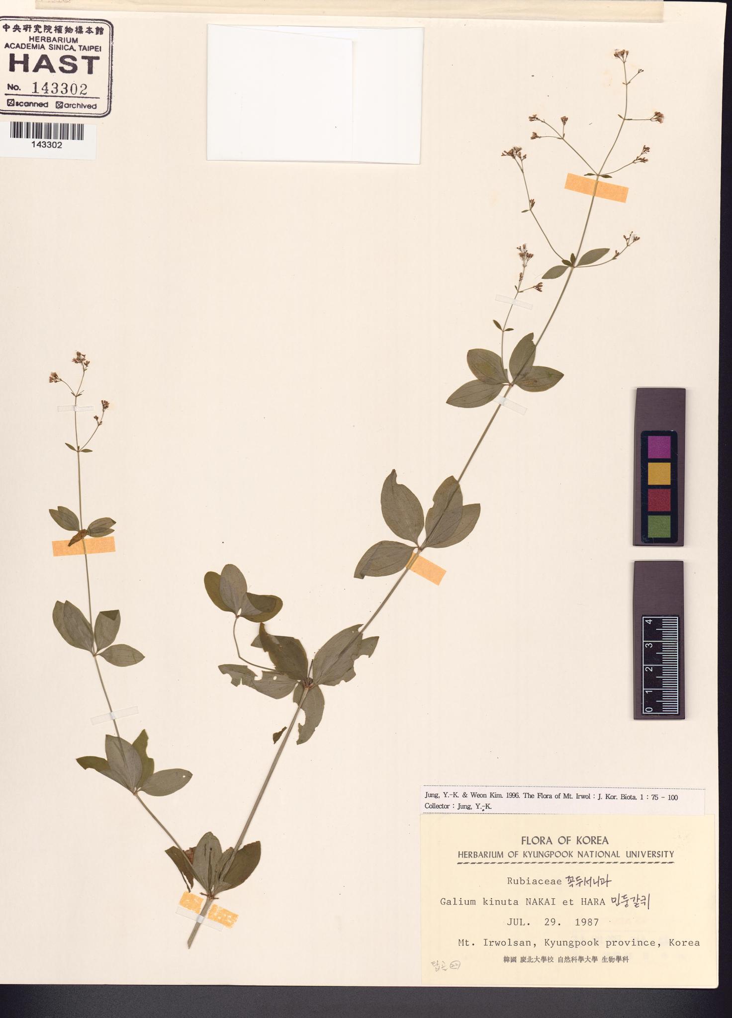 Sample image for viewer