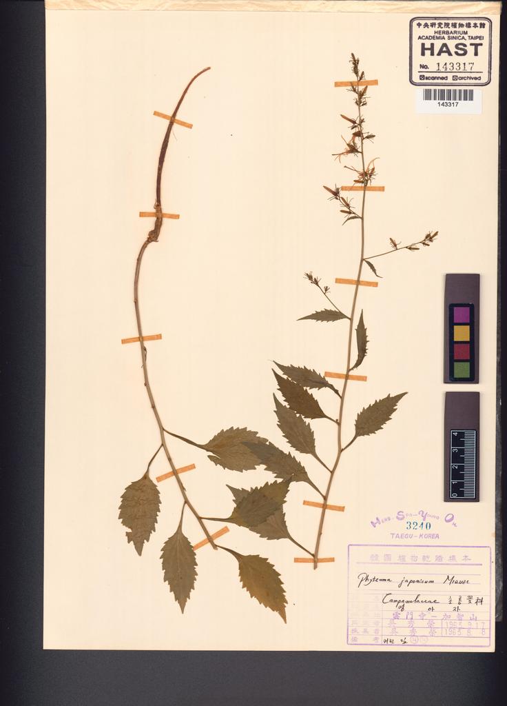 <Unit #132397  | :: | Phyteuma japonicum Miq.>