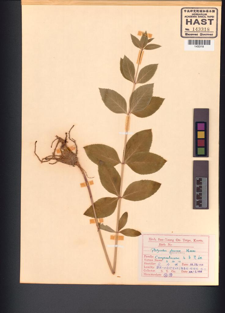 <Unit #132396  | :: | Platycodon grandiflorus (Jacq.) A. DC.>