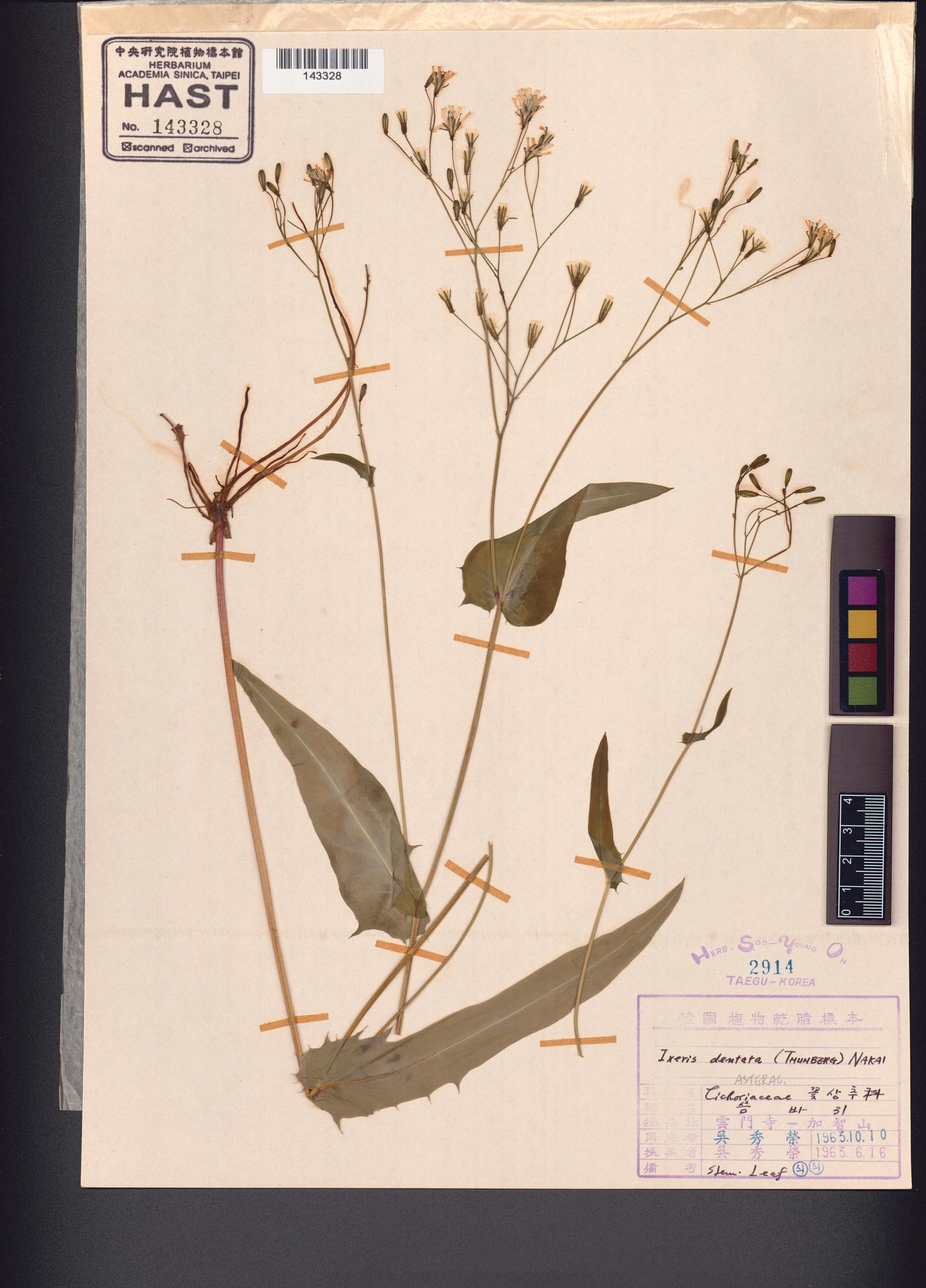 Specimen image