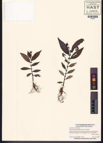 Argostemma solainiflorum Elmer