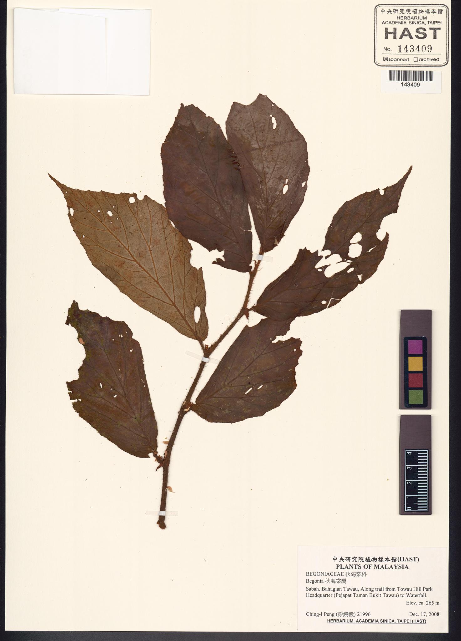 Sample image for viewer